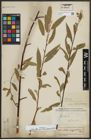 Foto von Salix alba subsp. micans (Andersson) Rech. f.